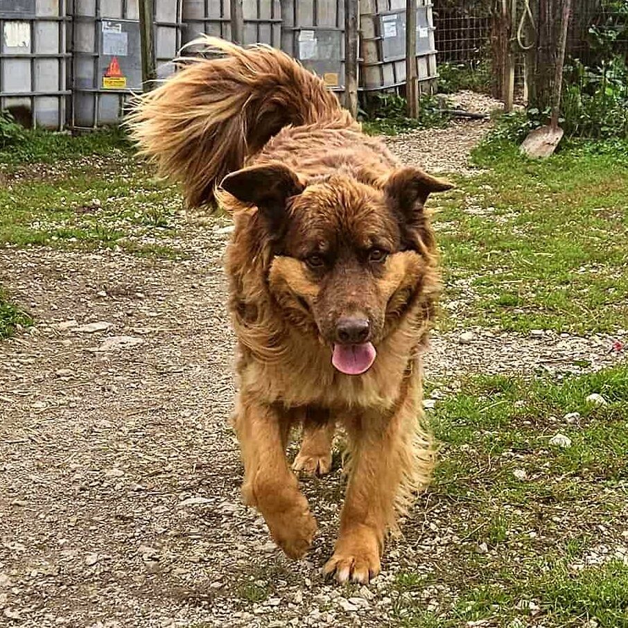 Tamino