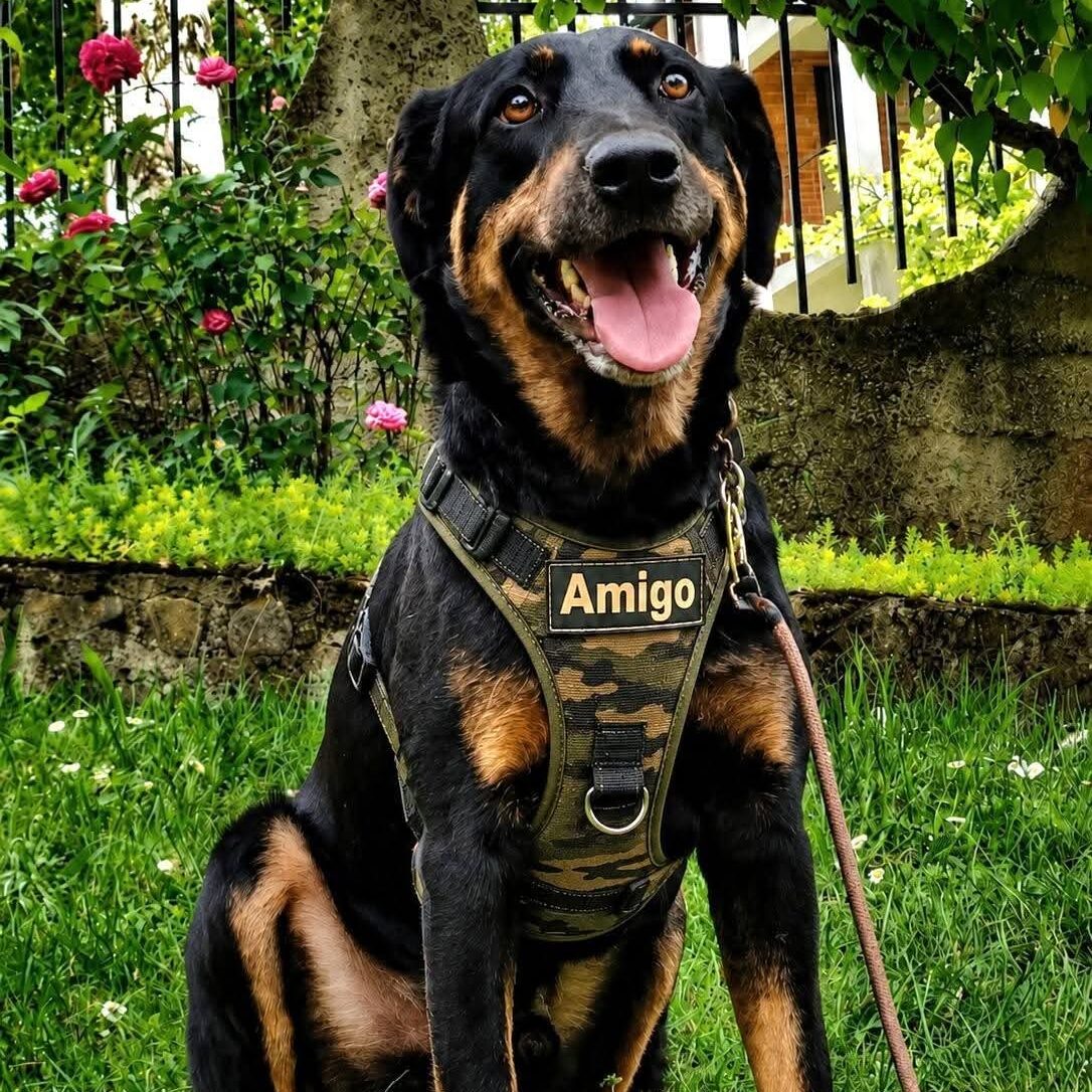 Amigo
