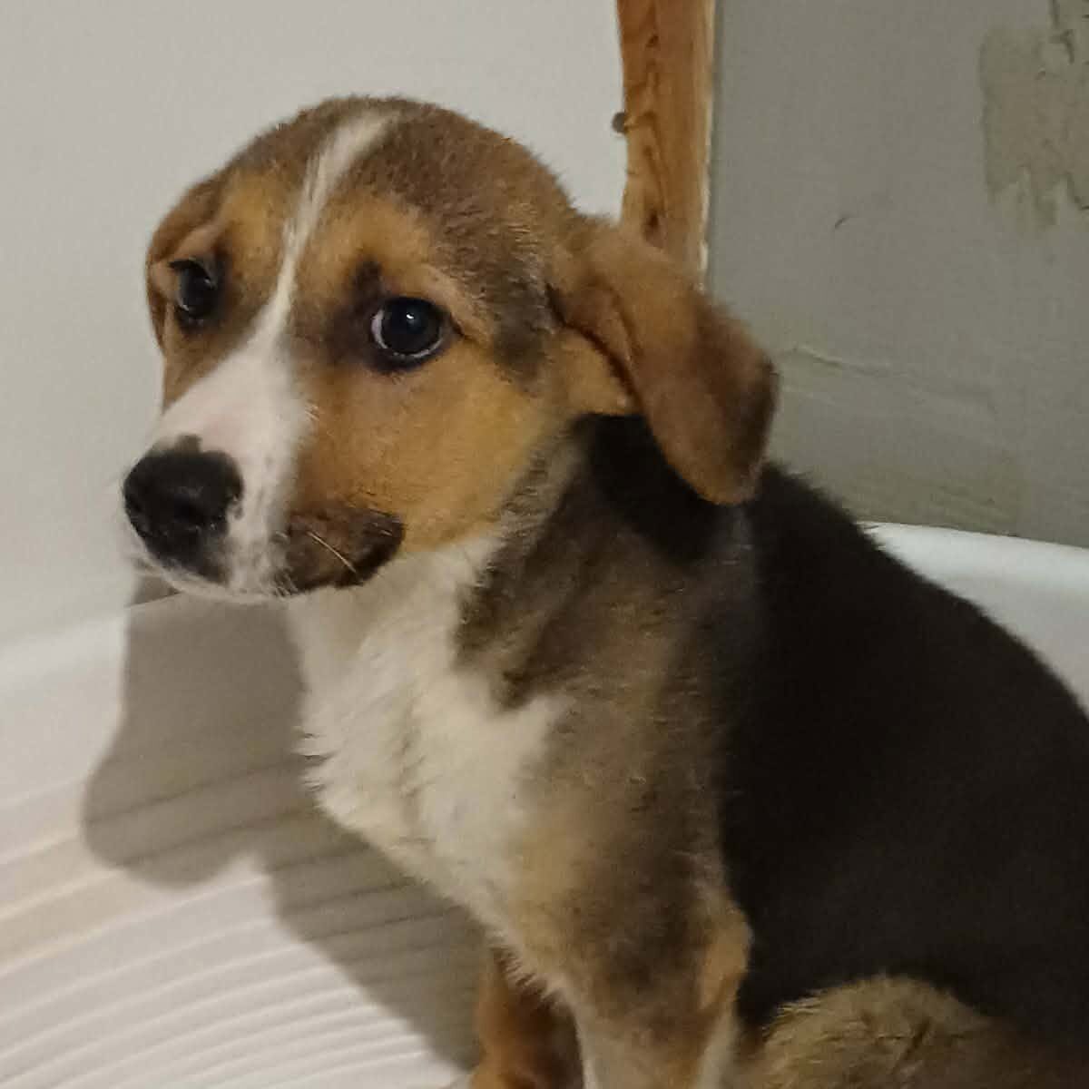 Dobby