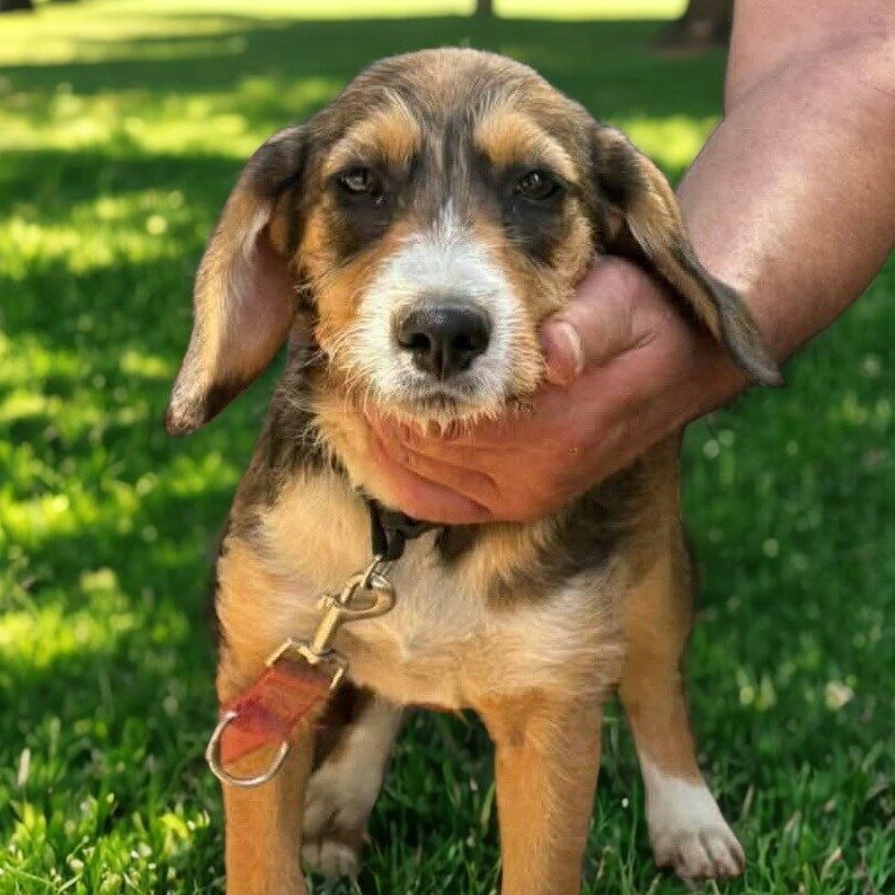Roxy