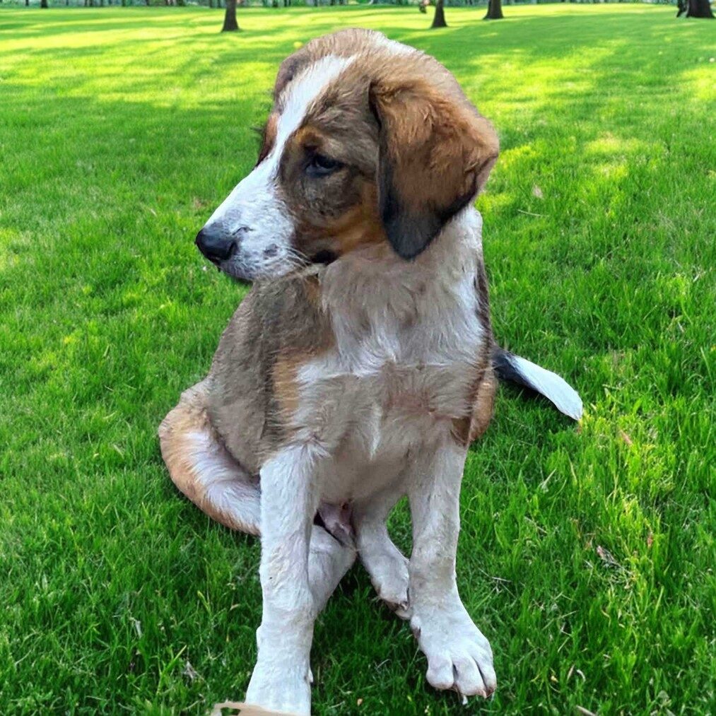 Dario