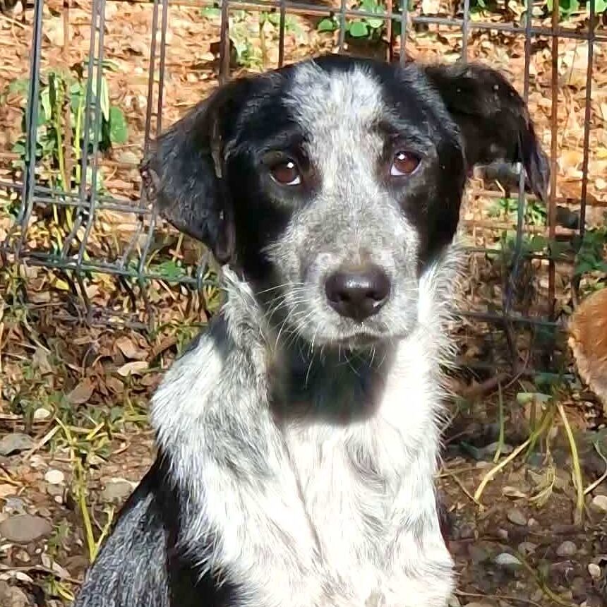 Manja