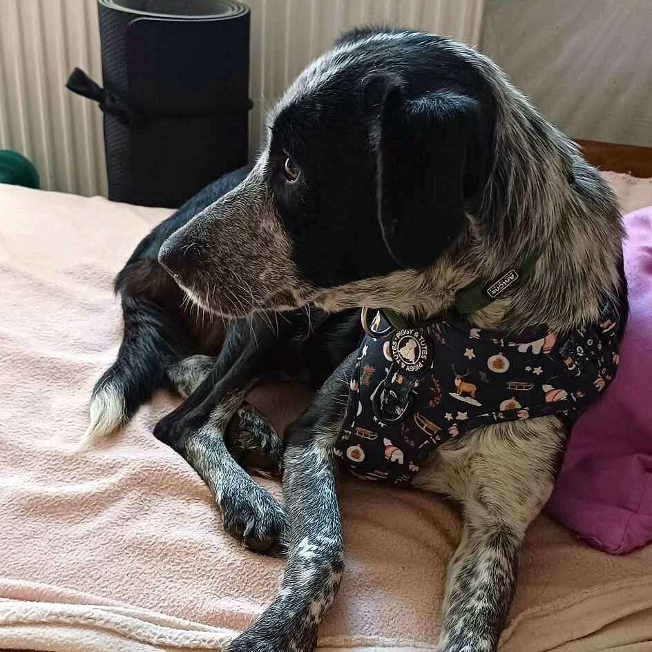 Manja