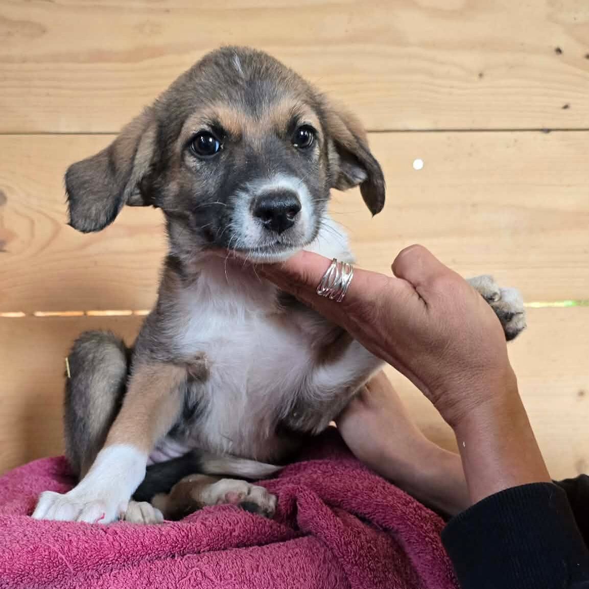 Nora