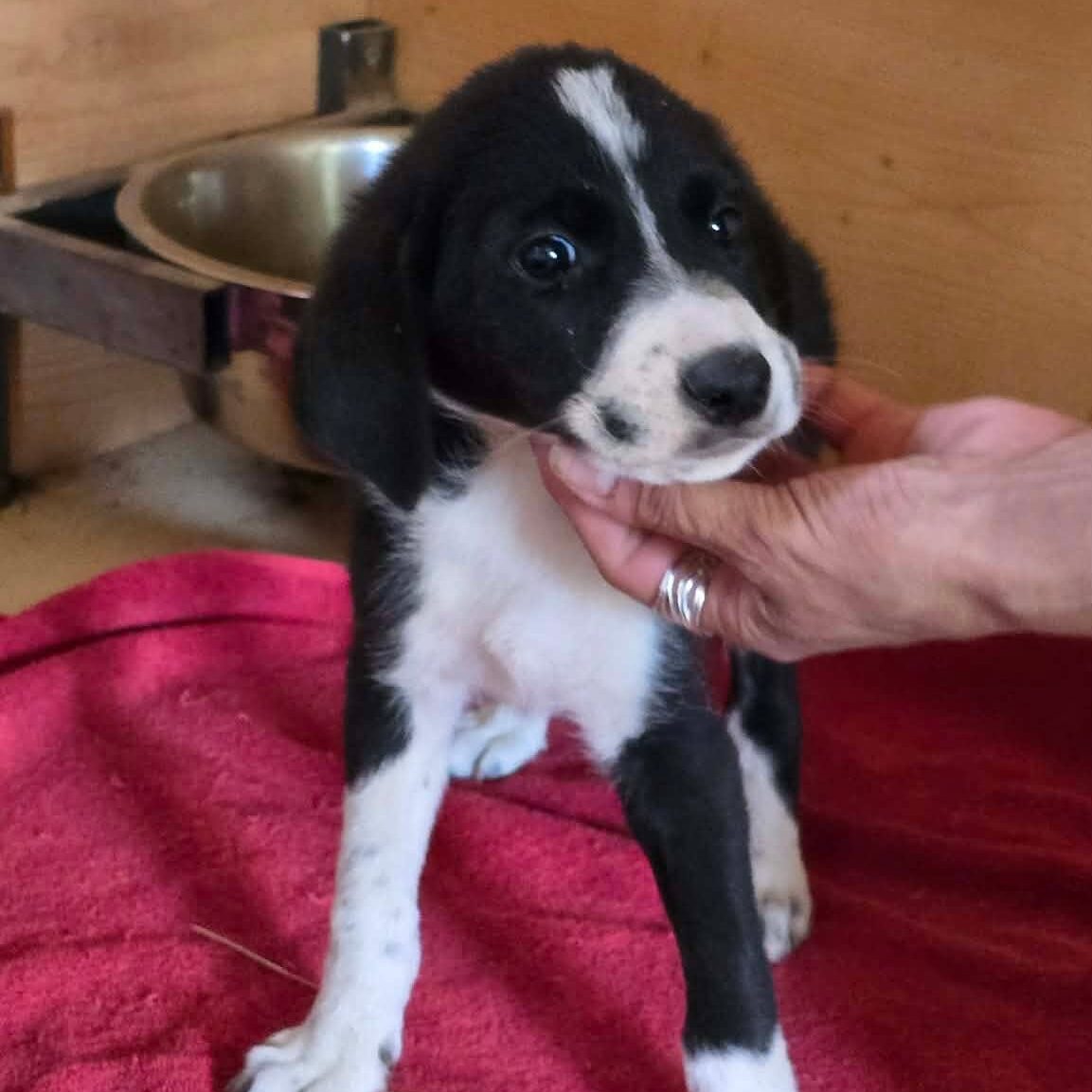 Pedro