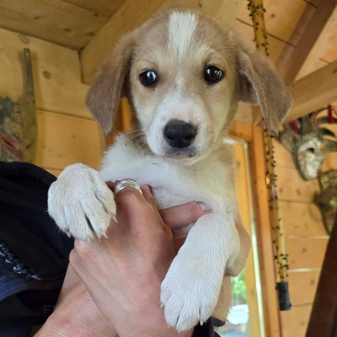 Romeo