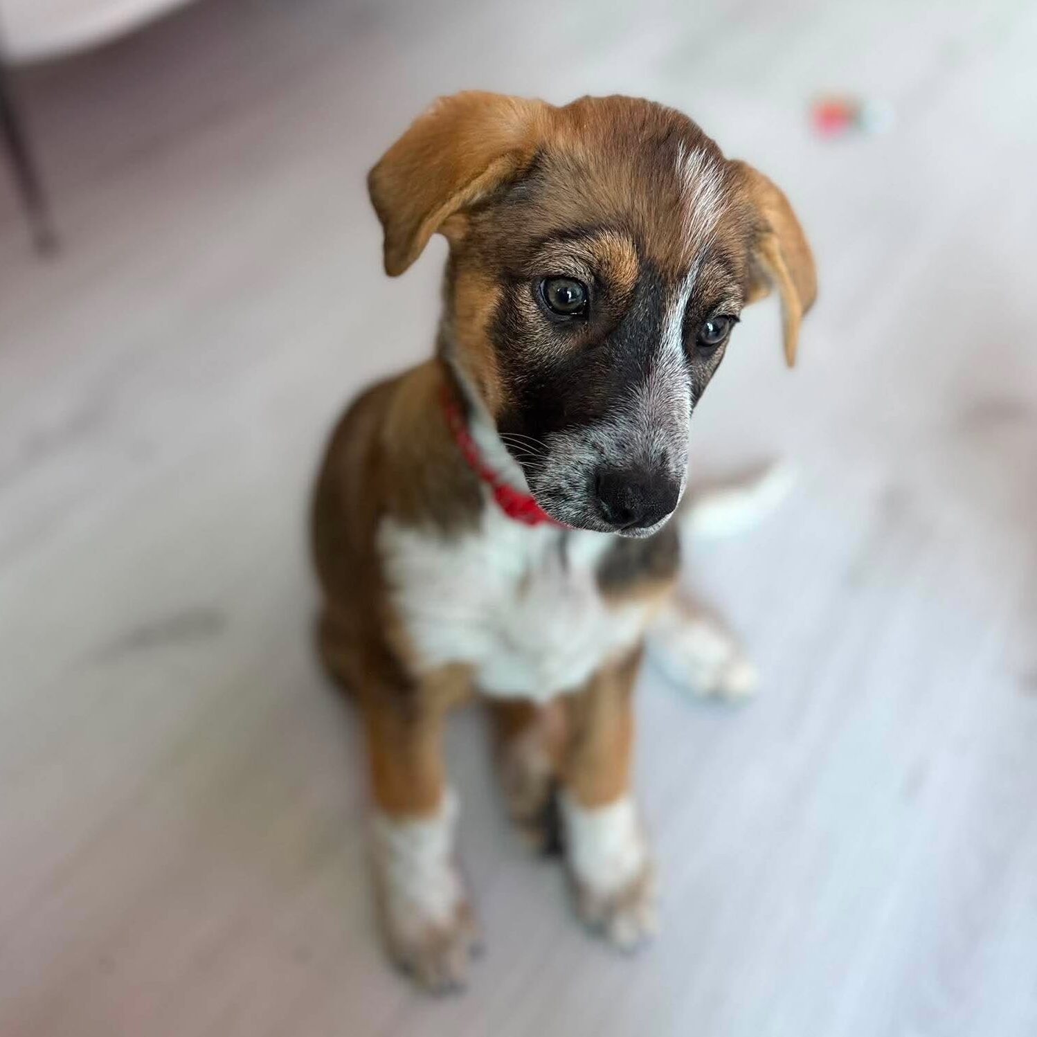 Wilma