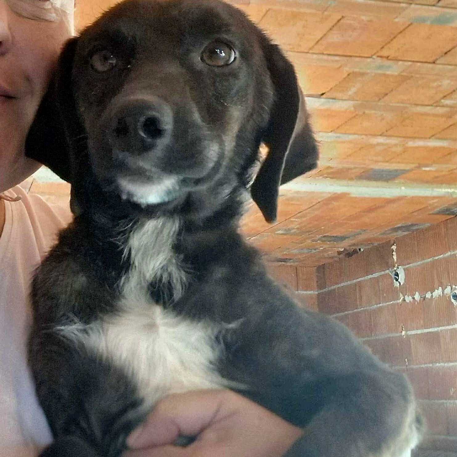 Coki