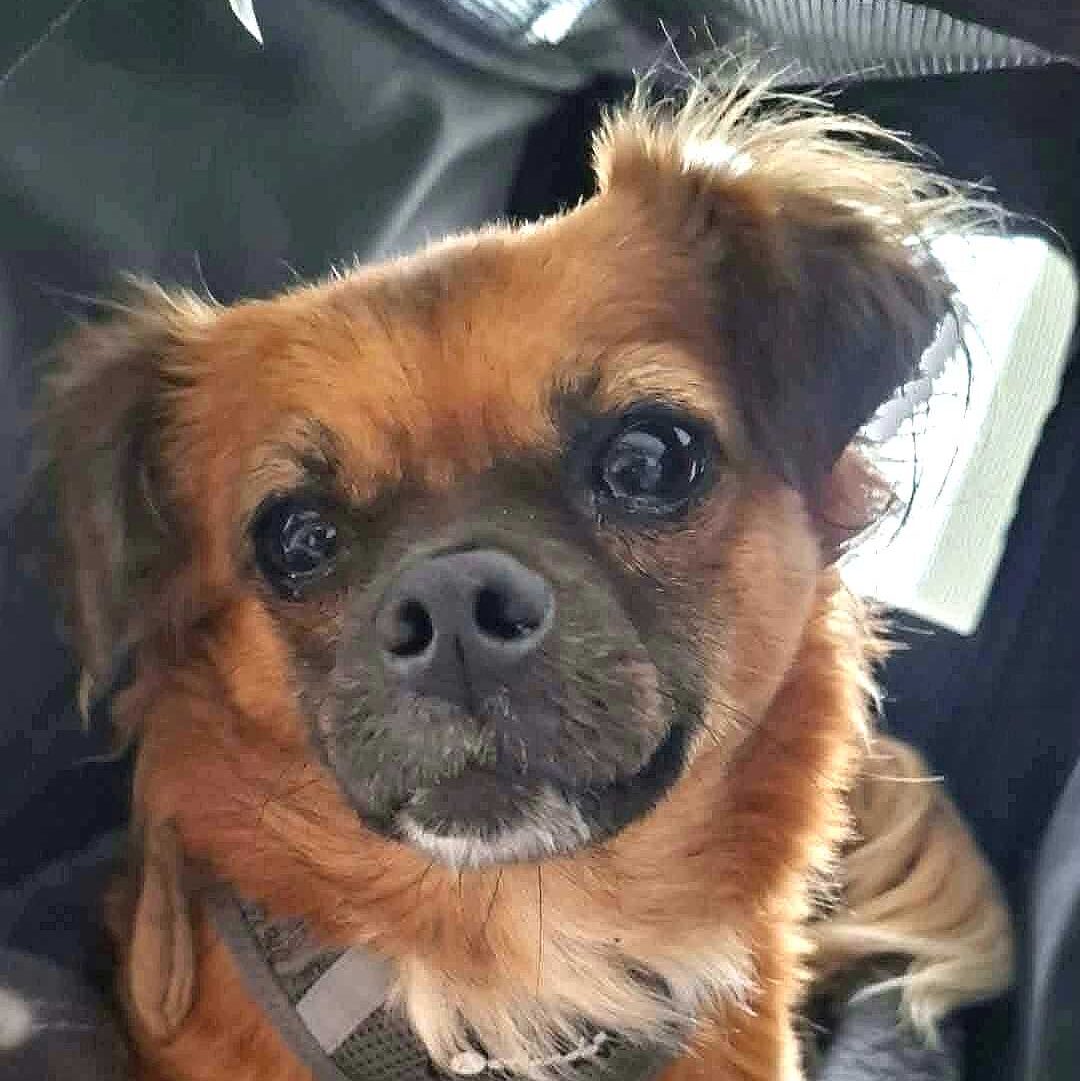 Josie