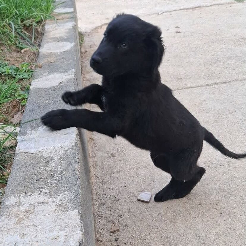 Franco