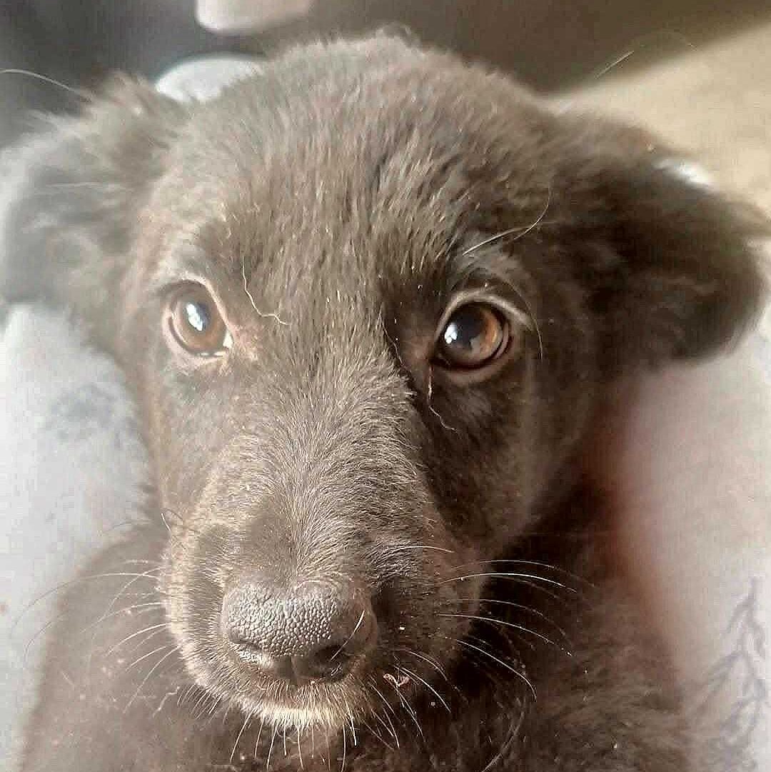 Fiona