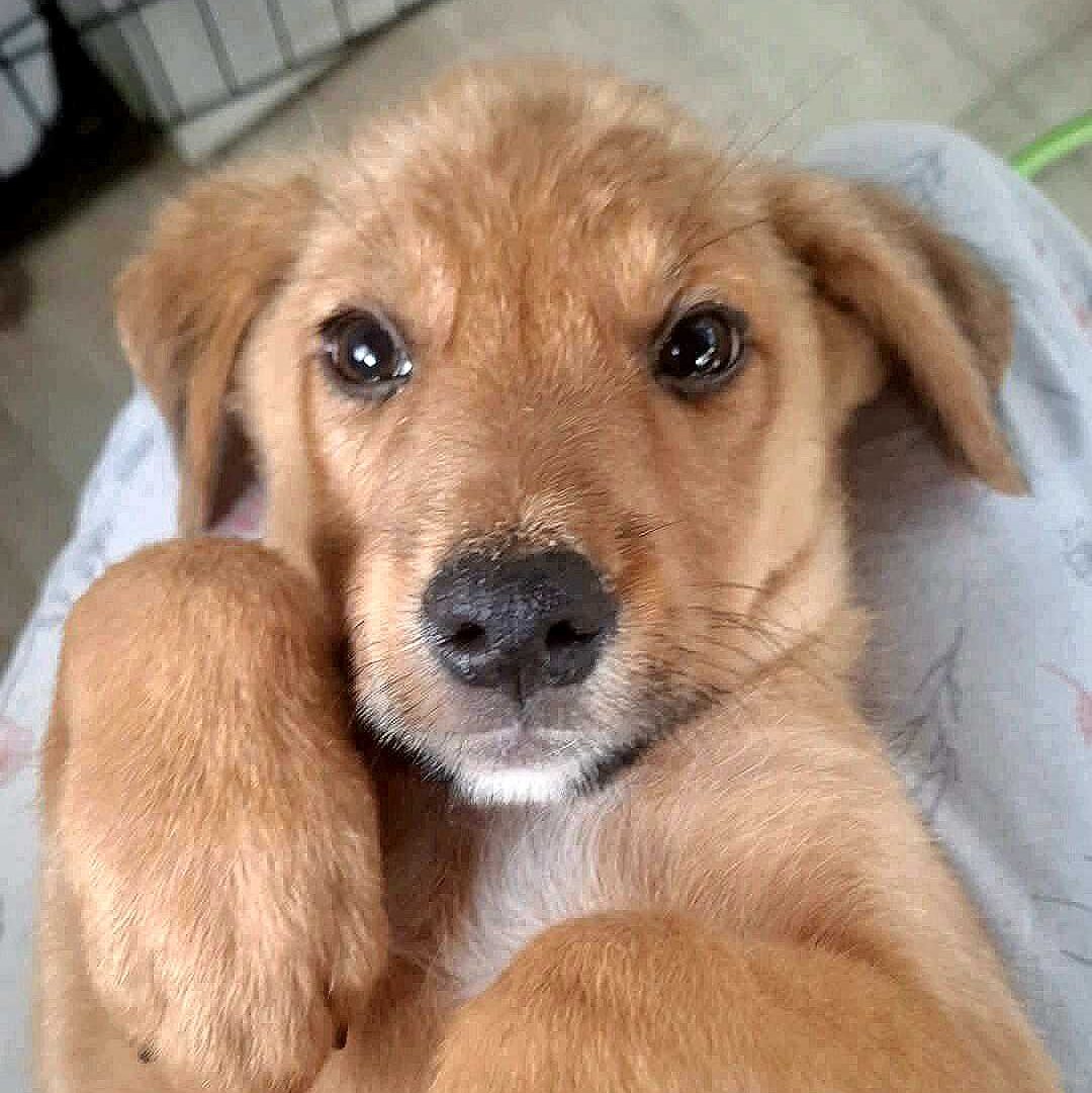 Frodo