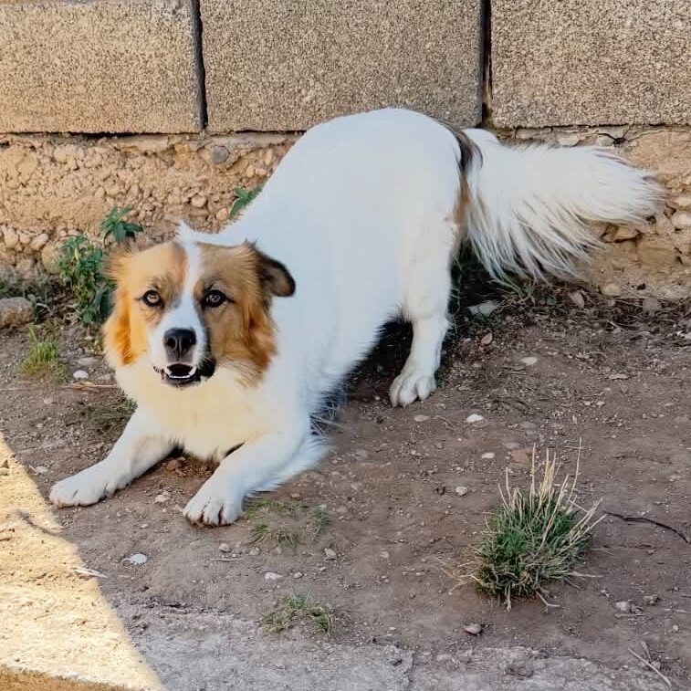 Max