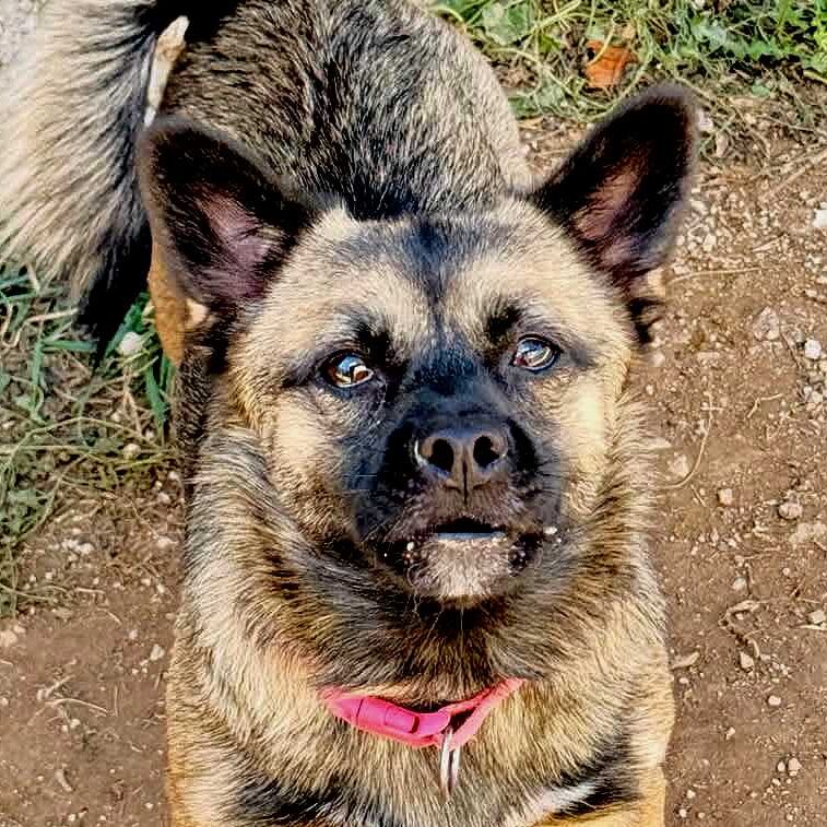 Penny
