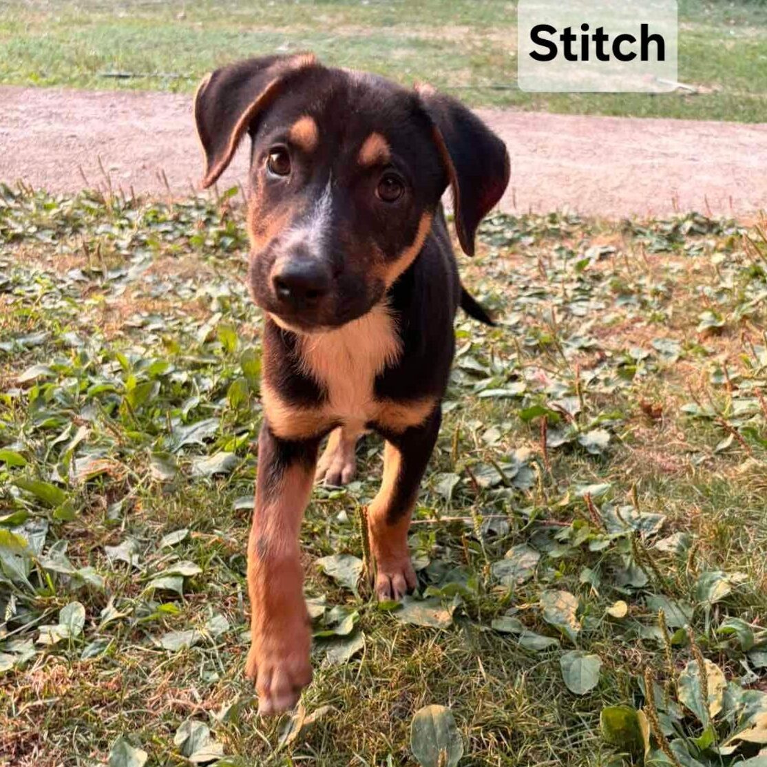 Stitch